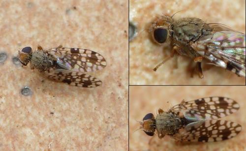 Tephritis praecox