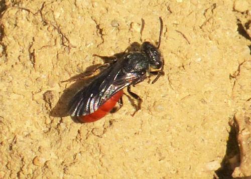 Réf. 201 992 : Sphecodes sp.