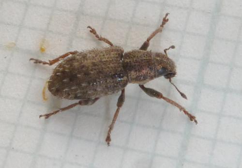 Réf. 201 227 : Sitona hispidulus