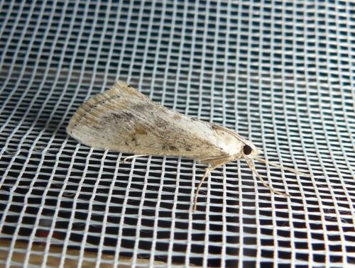 Réf. 201 109 : Evergestis isatidalis