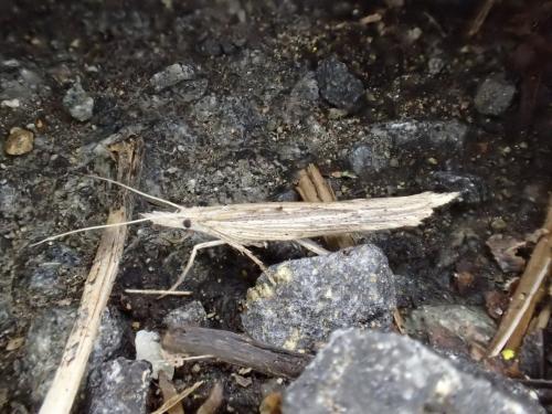 Réf. 201 384 : Ypsolopha mucronella