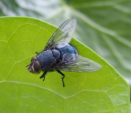 Calliphora vicina