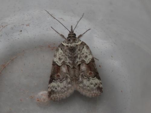 Nycteola siculana