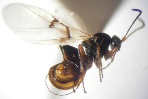 Réf. 201 475 : Neuroterus quercusbaccarum