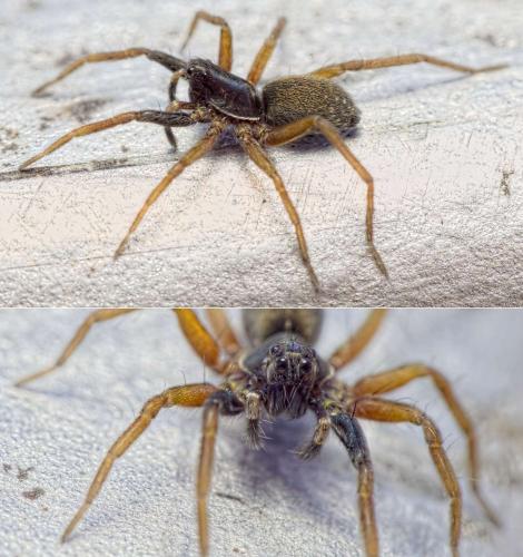 Réf. 201 682 : Aulonia albimana