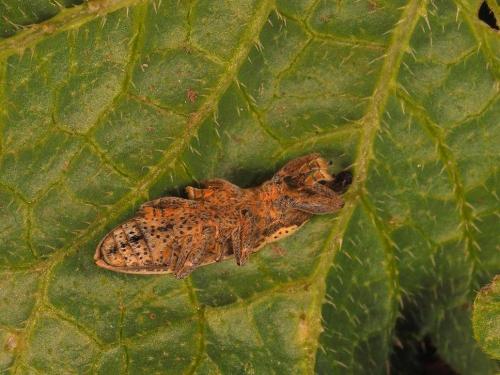 Réf. 201 877 : Lixus ochraceus