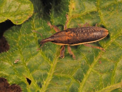 Réf. 201 876 : Lixus ochraceus