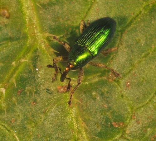 Réf. 201 878 : Aulacobaris cuprirostris