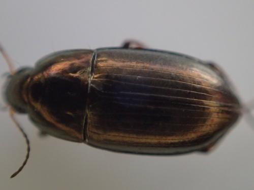 Amara aenea