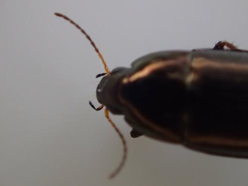 Amara aenea