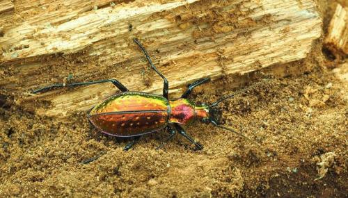 Réf. 201 771 : Carabus rutilans