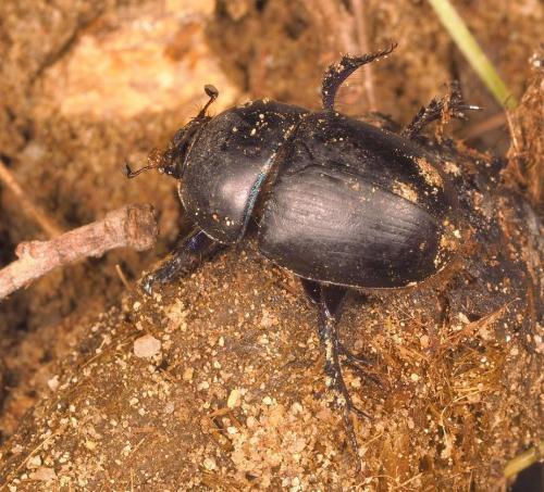 Réf. 201 776 : Sericotrupes niger