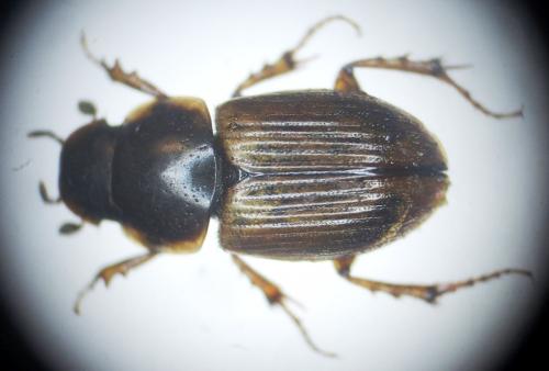 Melinopterus reyi