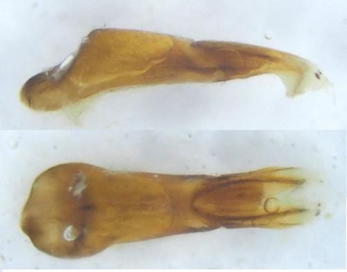 Melinopterus reyi