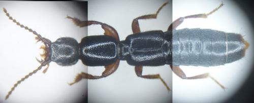 Lathrobium fovulum