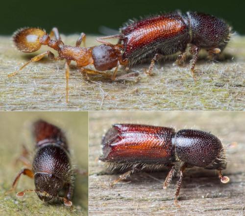 Réf. 201 174 : Xylocleptes bispinus