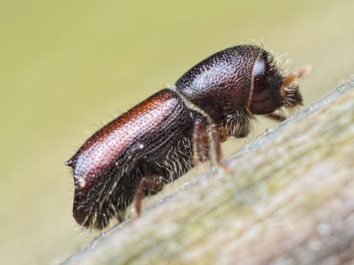 Réf. 201 175 : Xylocleptes bispinus