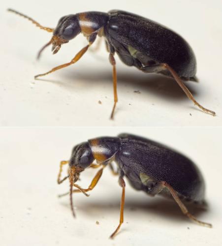 Hypebaeus albifrons