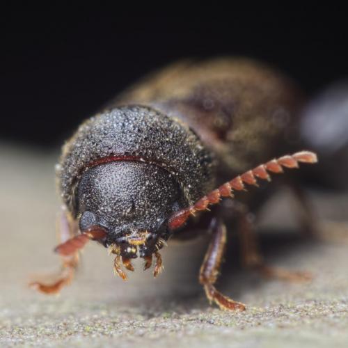 Ptilinus pectinicornis