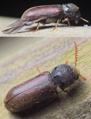 Ptilinus pectinicornis