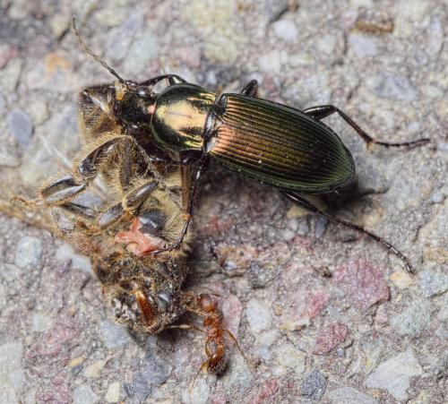 Réf. 201 359 : Poecilus lepidus
