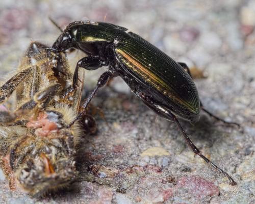 Réf. 201 360 : Poecilus lepidus