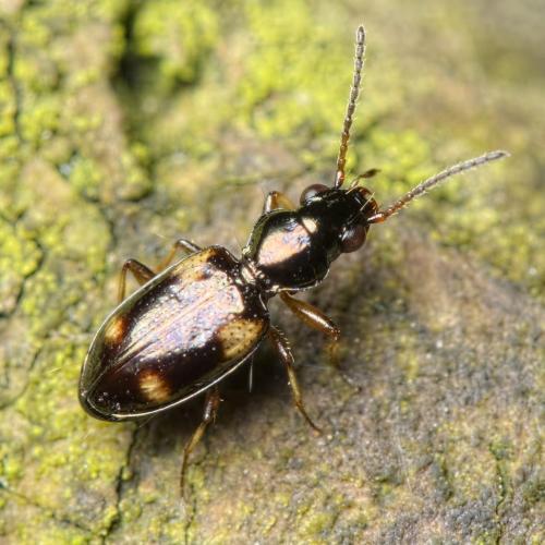 Réf. 201 040 : Bembidion quadrimaculatum