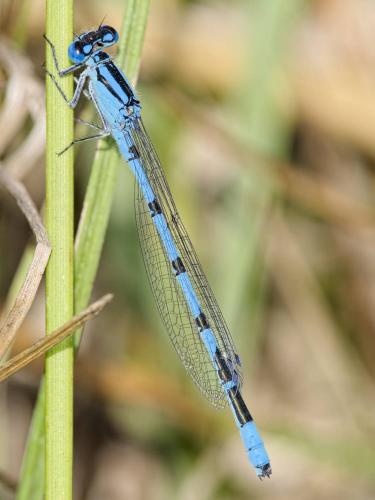 Enallagma cyathigerum