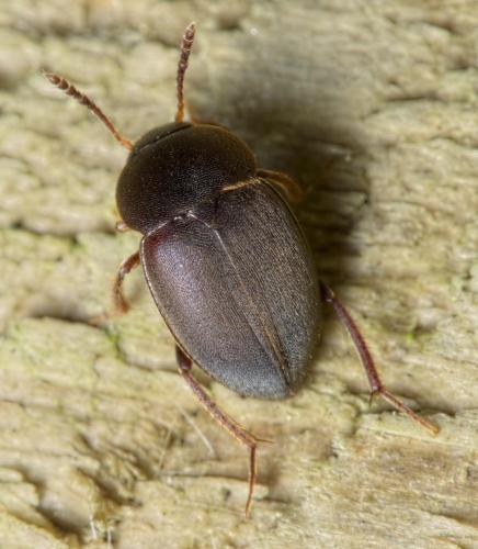 Réf. 201 476 : Catops sp.