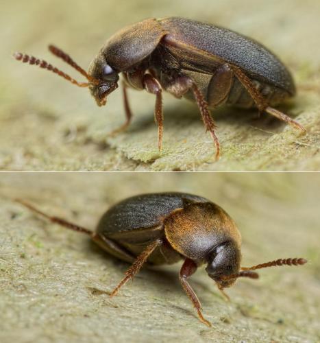 Réf. 201 478 : Catops sp.
