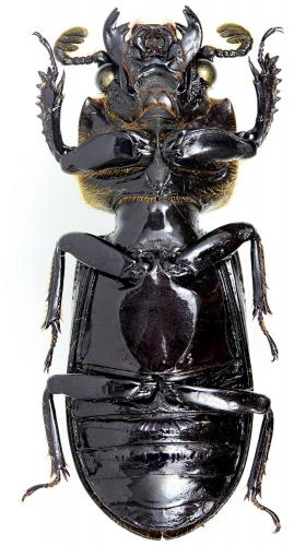 Pertinax latifrons