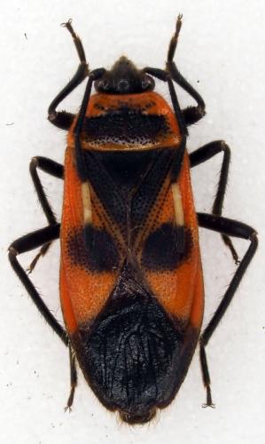 Réf. 201 710 : Physopelta analis