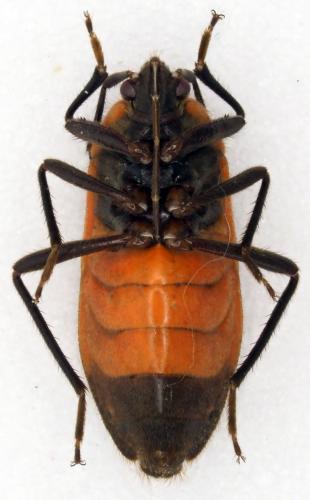 Physopelta analis