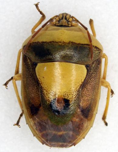 Réf. 201 787 : Eurysaspis sp.
