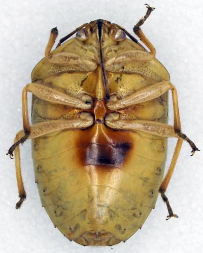 Eurysaspis sp.