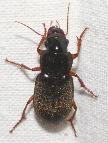 Réf. 201 668 : Pseudoophonus rufipes