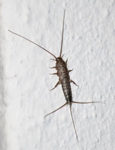 Ctenolepisma lineata