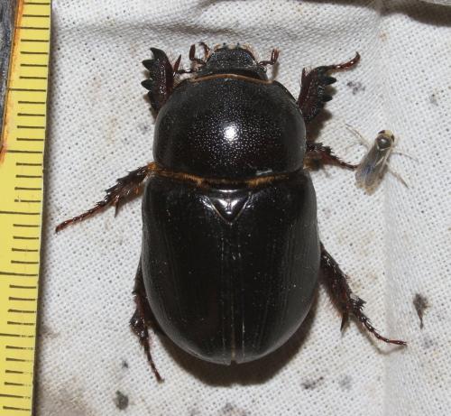 Réf. 201 595 : Pentodon algerinum