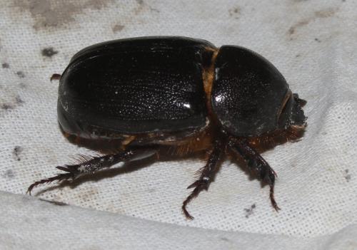 Réf. 201 596 : Pentodon algerinum