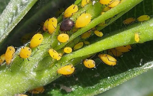Aphis nerii
