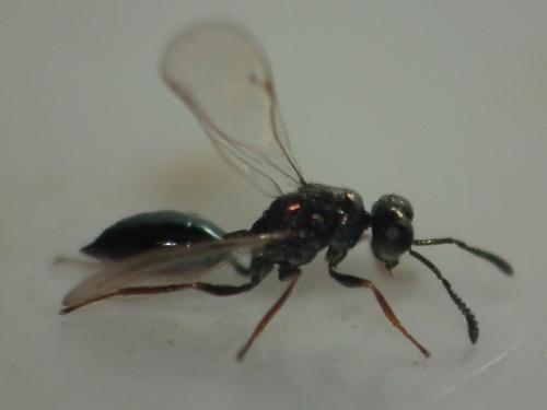 Asaphes sp.