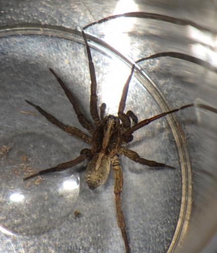 Trochosa ruricola