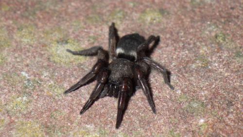Scotophaeus sp.