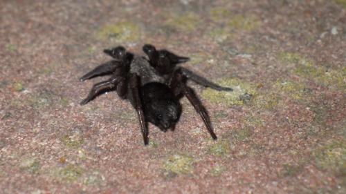 Scotophaeus sp.
