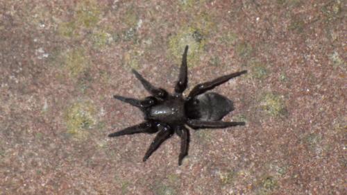 Scotophaeus sp.