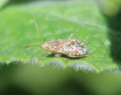 Liorhyssus hyalinus