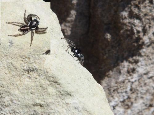 Menemerus sp.