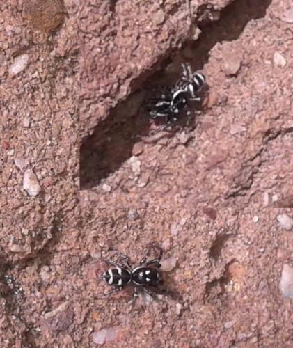 Réf. 201 339 : Salticus sp.