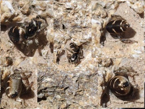 Salticus sp.
