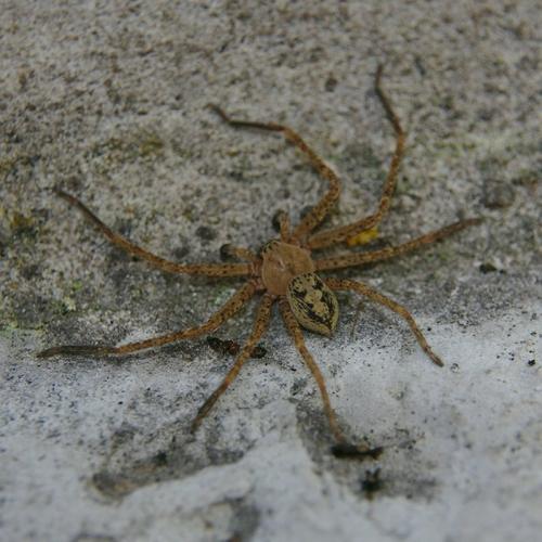 Olios argelasius
